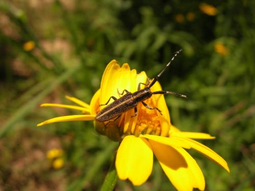 Fotografia de loureirodaqui - Galeria Fotografica: Flores e insectos - Foto: 