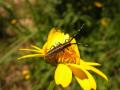 Fotos de loureirodaqui -  Foto: Flores e insectos - 