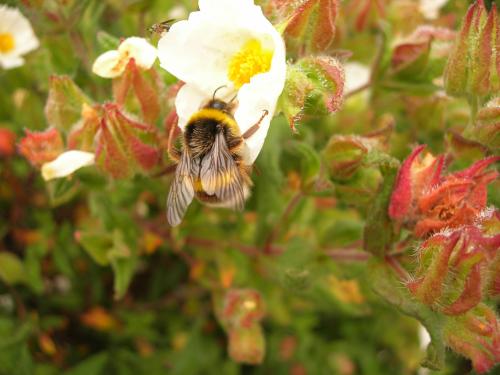 Fotografia de loureirodaqui - Galeria Fotografica: Flores e insectos - Foto: 