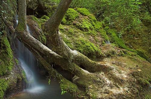 Fotografia de Sin Nombre - Galeria Fotografica: urbasa y urederra - Foto: agua, musgo y troncos