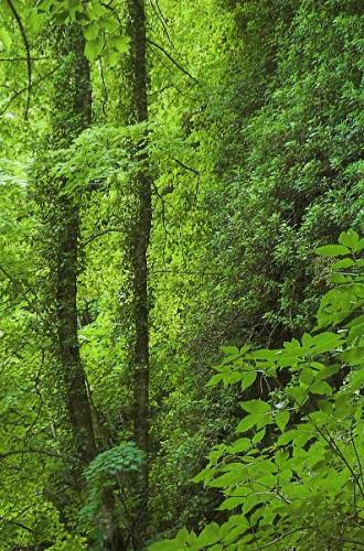 Fotografia de Sin Nombre - Galeria Fotografica: urbasa y urederra - Foto: verde