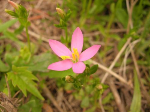 Fotografia de loureirodaqui - Galeria Fotografica: Flores e insectos - Foto: 