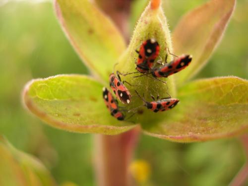 Fotografia de loureirodaqui - Galeria Fotografica: Flores e insectos - Foto: 