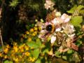 Foto de  loureirodaqui - Galería: Flores e insectos - Fotografía: Bombus terrestris