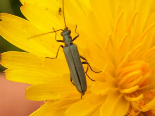 Fotografia de loureirodaqui - Galeria Fotografica: Flores e insectos - Foto: 