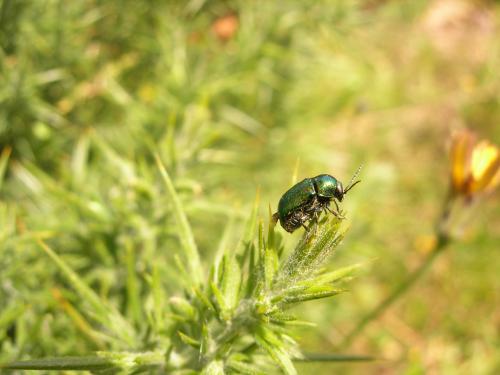 Fotografia de loureirodaqui - Galeria Fotografica: Flores e insectos - Foto: a punto de despegar...