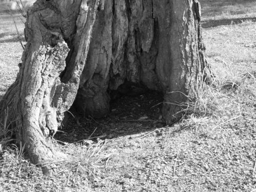 Fotografia de Panic Doll - Galeria Fotografica: Black & White - Foto: 