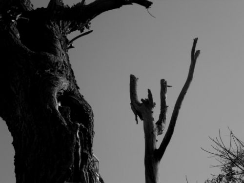 Fotografia de Panic Doll - Galeria Fotografica: Black & White - Foto: 