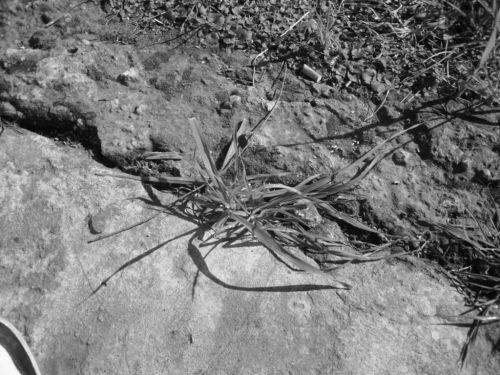 Fotografia de Panic Doll - Galeria Fotografica: Black & White - Foto: 