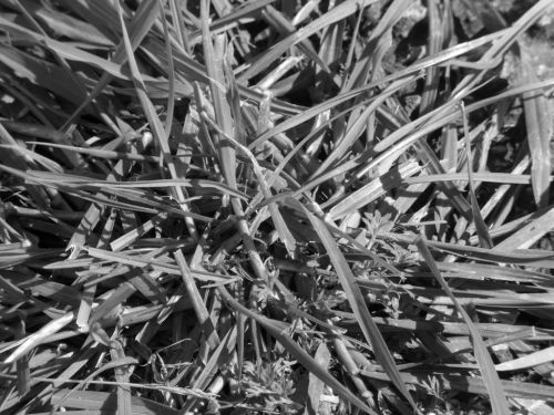 Fotografia de Panic Doll - Galeria Fotografica: Black & White - Foto: 