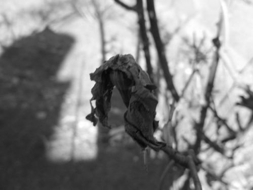 Fotografia de Panic Doll - Galeria Fotografica: Black & White - Foto: 