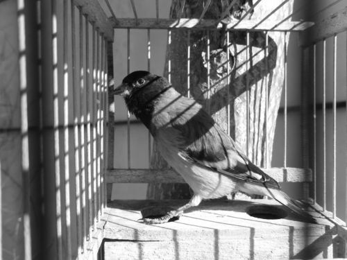 Fotografia de Panic Doll - Galeria Fotografica: Black & White - Foto: 