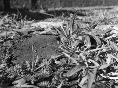 Fotografia de Panic Doll - Galeria Fotografica: Black & White - Foto: 