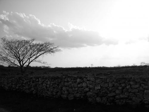 Fotografia de Javier Reynada - Galeria Fotografica: Fotogaleria B y N III - Foto: Arbol
