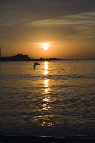 Fotografia de Lo Rocha - Galeria Fotografica: Trabajos Variados - Foto: La Gaviota