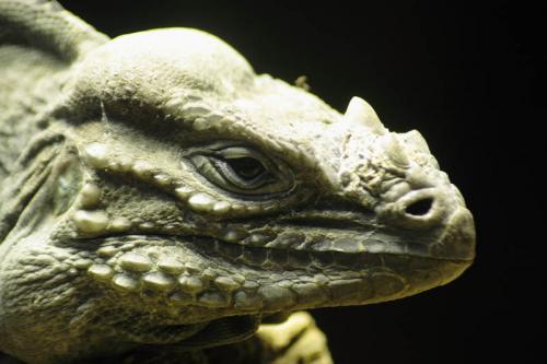 Fotografia de al garcia - Galeria Fotografica: retratos animales - Foto: Lagarto, lagarto