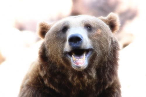 Fotografia de al garcia - Galeria Fotografica: retratos animales - Foto: Hermano oso