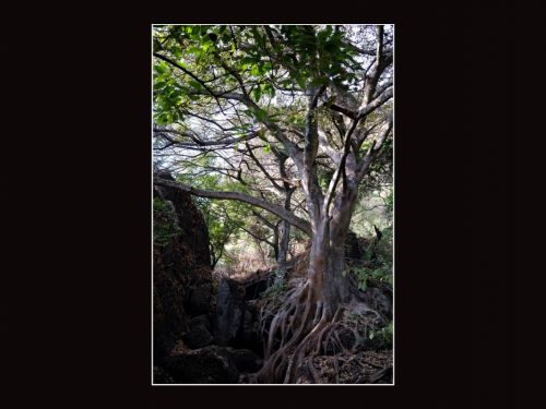 Fotografia de Ricardo del Ro - Galeria Fotografica: Tepoztlan, Morelos MEX - Foto: 