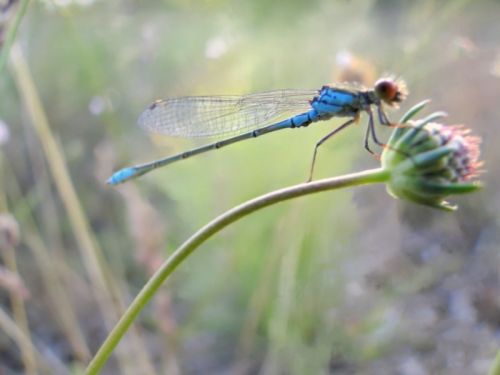 Fotografia de quim Estadella - Galeria Fotografica: Odonatos y lepidpteros - Foto: 