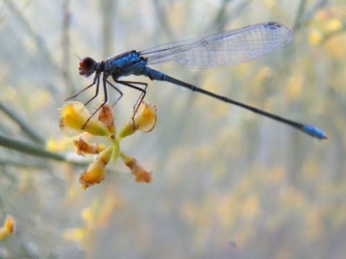 Fotografia de quim Estadella - Galeria Fotografica: Odonatos y lepidpteros - Foto: 