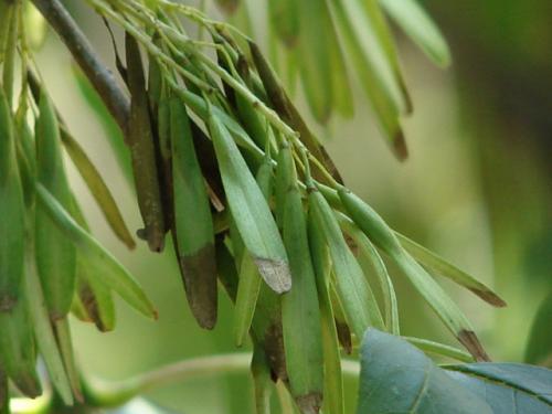 Fotografia de FGN - Galeria Fotografica: mis primeras fotos - Foto: hojitaxx