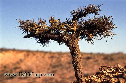 Fotografia de JMGCarp.com - Galeria Fotografica: castilla - Foto: arido