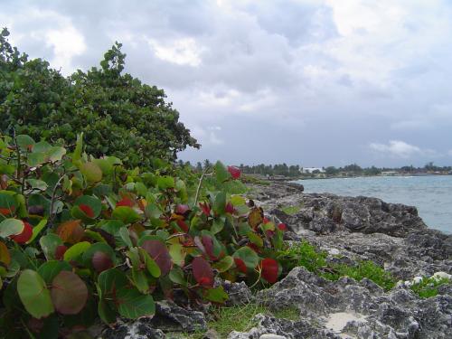 Fotografia de Braulio J. Herz Pictures - Galeria Fotografica: Paisajismo & Personas - Foto: Uvas silvestres
