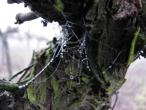 Fotografia de Rodrigo - Galeria Fotografica: Macros - Foto: Tela de araa