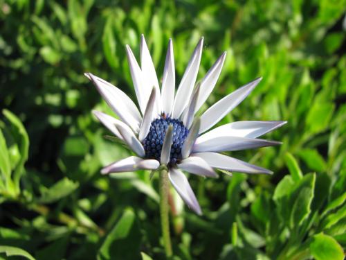 Fotografia de Rodrigo - Galeria Fotografica: Macros - Foto: Flor