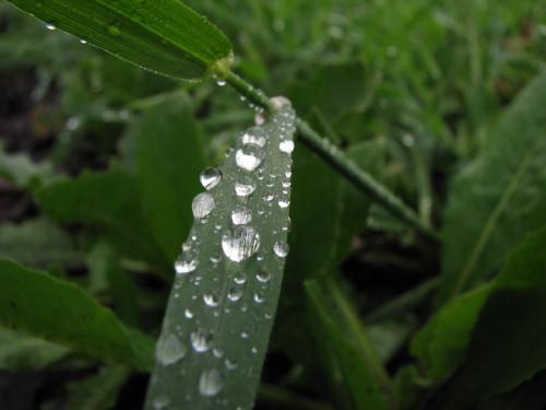 Fotografia de Rodrigo - Galeria Fotografica: Macros - Foto: Lluvia
