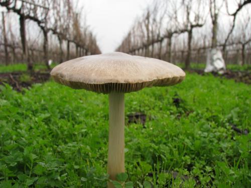 Fotografia de Rodrigo - Galeria Fotografica: Macros - Foto: Hongo