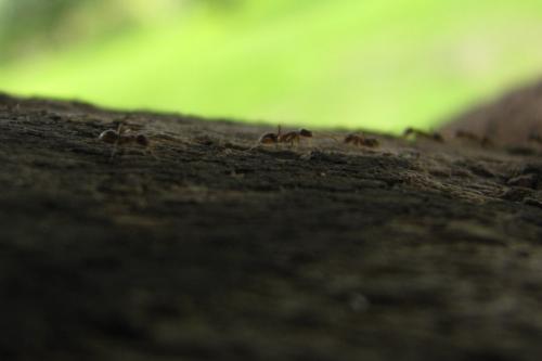 Fotografia de Rodrigo - Galeria Fotografica: Macros - Foto: Trabajadoras