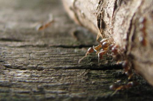 Fotografia de Rodrigo - Galeria Fotografica: Macros - Foto: Trabajadoras