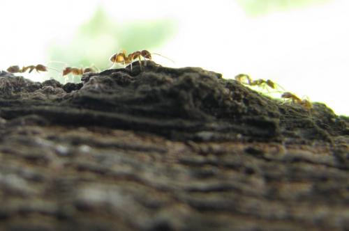 Fotografia de Rodrigo - Galeria Fotografica: Macros - Foto: Trabajadoras