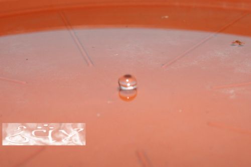 Fotografia de erakos32 - Galeria Fotografica: gotas - Foto: 20