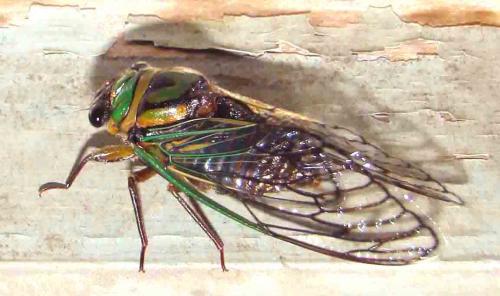 Fotografia de Martn Subiza - Galeria Fotografica: Mantis en el organo - Foto: Coyuyo cantor