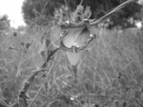 Fotografia de ellarquix - Galeria Fotografica: de todo un poco.. - Foto: macro1