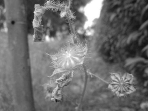 Fotografia de ellarquix - Galeria Fotografica: de todo un poco.. - Foto: macro2