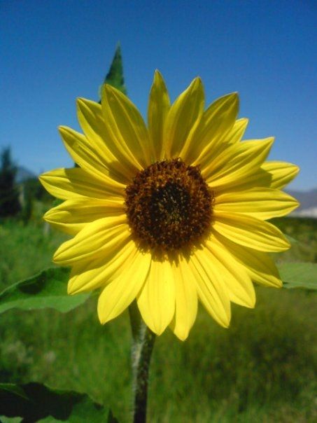 Fotografia de ellarquix - Galeria Fotografica: de todo un poco.. - Foto: girasol