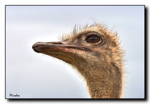 Fotografia de Mindor - Galeria Fotografica: Fauna - Foto: 