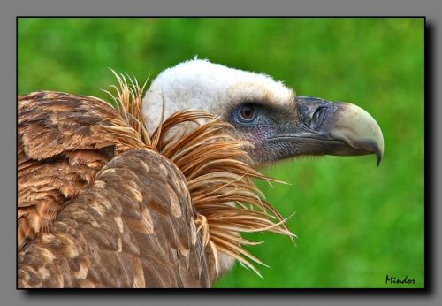 Fotografia de Mindor - Galeria Fotografica: Fauna - Foto: 