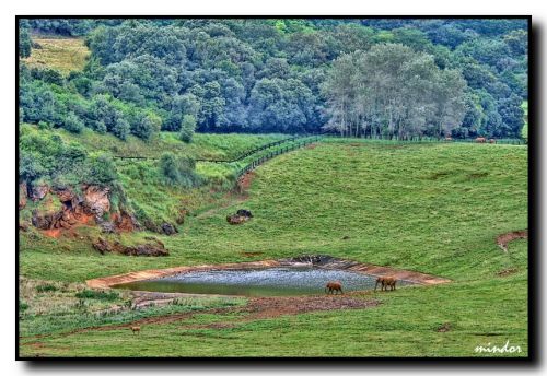 Fotografia de Mindor - Galeria Fotografica: Fauna - Foto: 