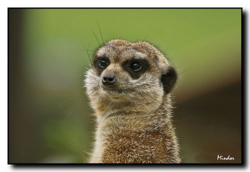 Fotografia de Mindor - Galeria Fotografica: Fauna - Foto: 