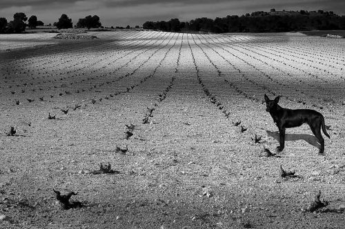 Fotografia de Foto Morgado - Galeria Fotografica: Portfolio Foto Morgado - Foto: Soledad