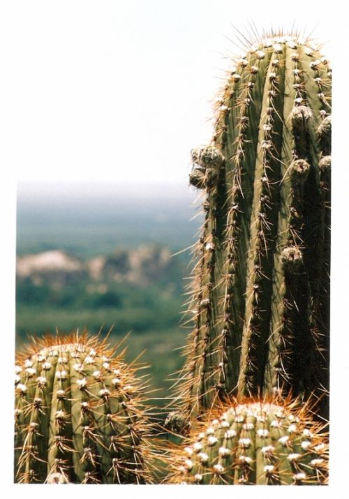 Fotografia de emajika - Galeria Fotografica: catamarca - Foto: 