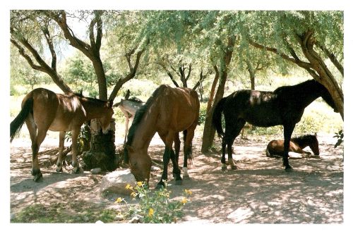 Fotografia de emajika - Galeria Fotografica: catamarca - Foto: 