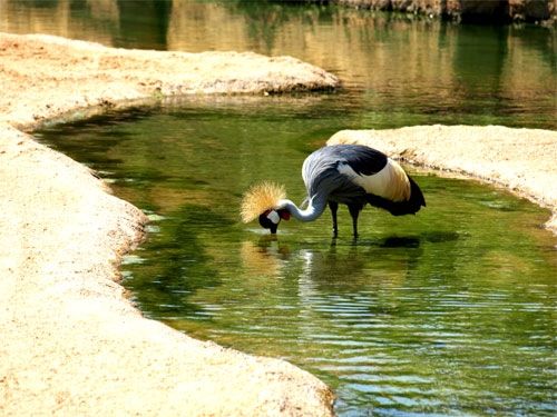 Fotografia de sfdfotografias - Galeria Fotografica: Bioparc - Foto: 