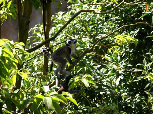 Fotografia de sfdfotografias - Galeria Fotografica: Bioparc - Foto: 