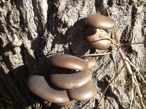 Fotografia de joseasddiaz - Galeria Fotografica: naturaleza  - Foto: 