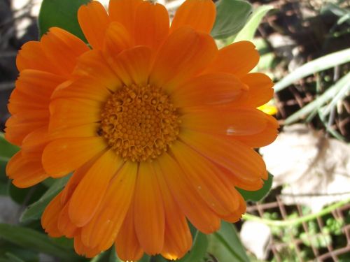 Fotografia de joseasddiaz - Galeria Fotografica: naturaleza  - Foto: 